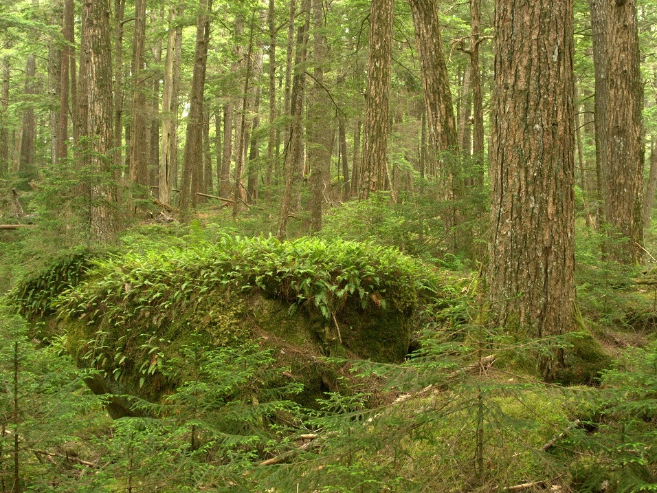 Old Growth Acadian Forest