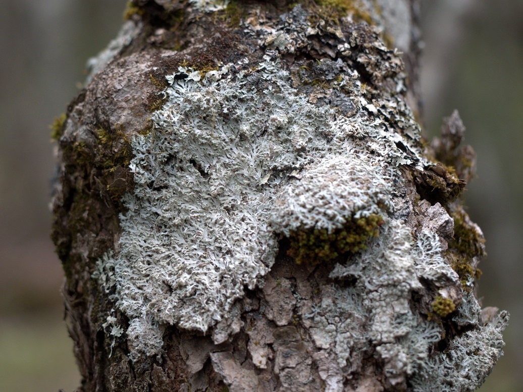 Powdered fringe lichen (Heterodermia speciosa)